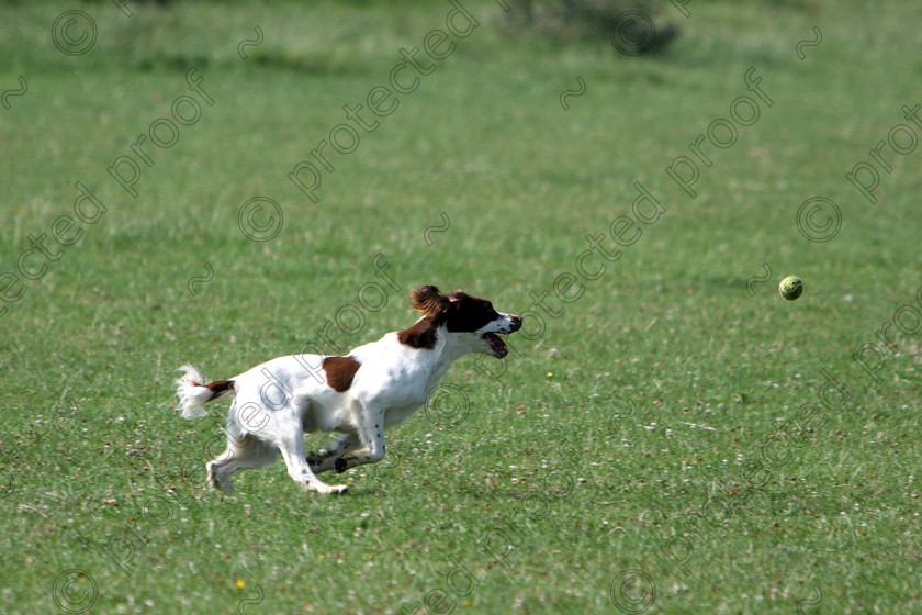 IMG 6364 
 chasing ball 
 Keywords: horses, animals, foals, cute, dogs