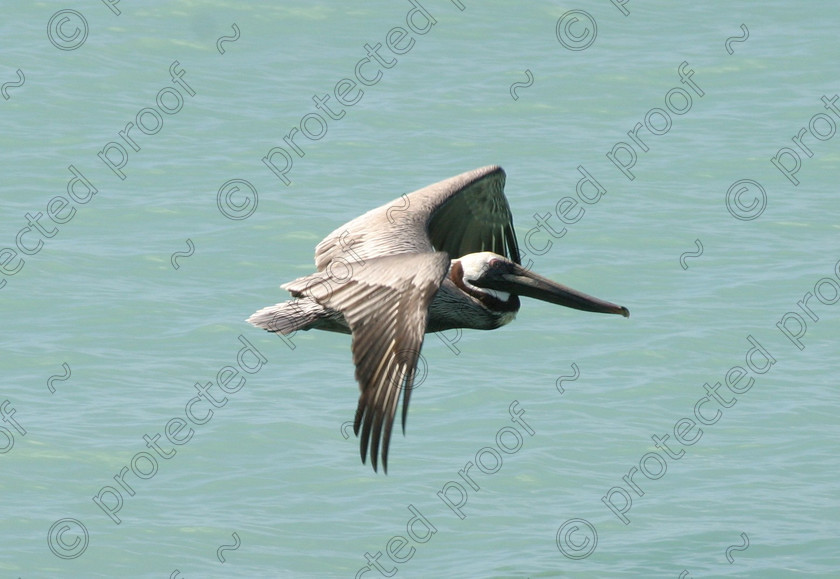 IMG 9697 
 Pelican 
 Keywords: Travel, Carrabean, Antigua, Aerial photographs, coastal, birds, sunset, seascape, pelican, nelson, dramatic scenary