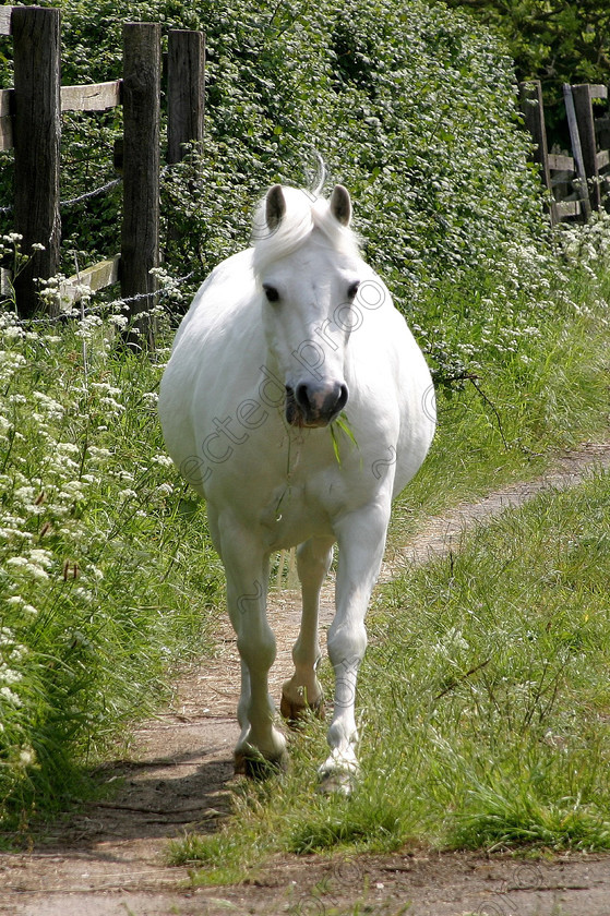 000965 
 Welsh pony 
 Keywords: horses, animals, foals, cute,