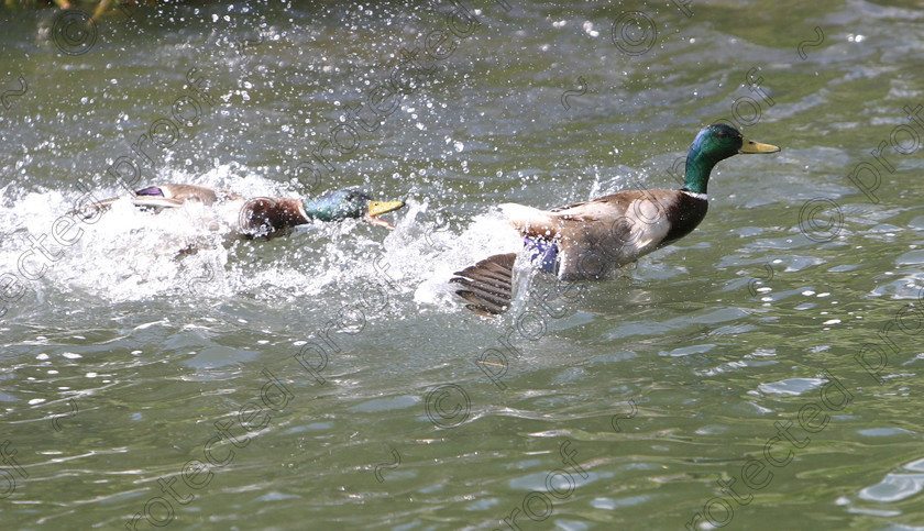 179 7909. 
 Duck fight 
 Keywords: horses, animals, foals, cute,