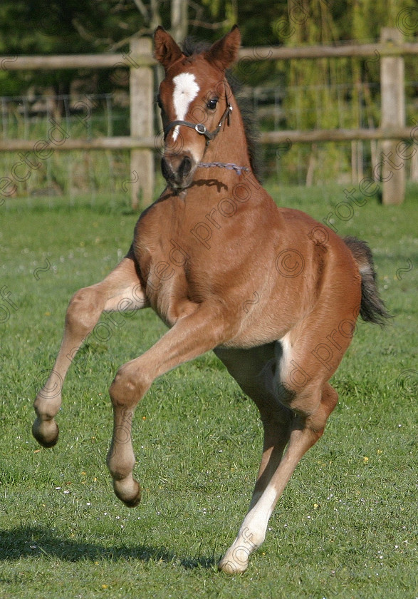 299 9986. 
 Foal at play 
 Keywords: horses, animals, foals, cute,