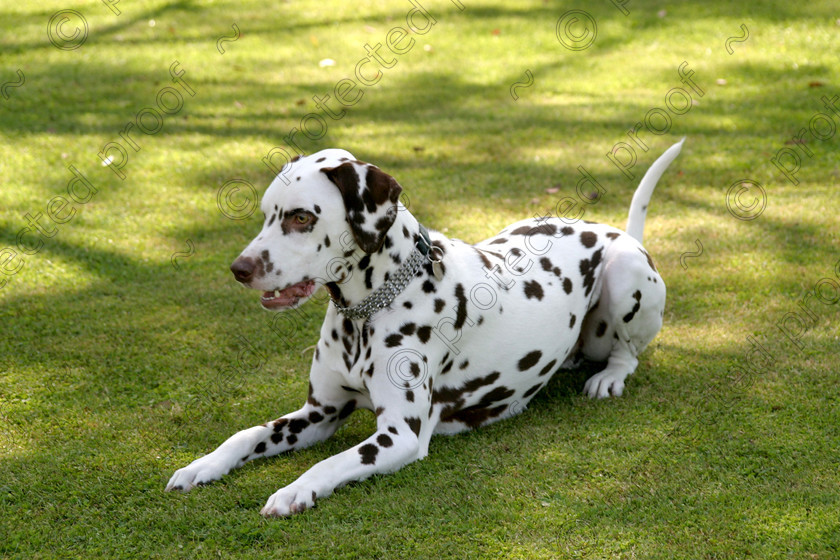 9110004 
 Dalmatian 
 Keywords: horses, animals, foals, cute, dogs