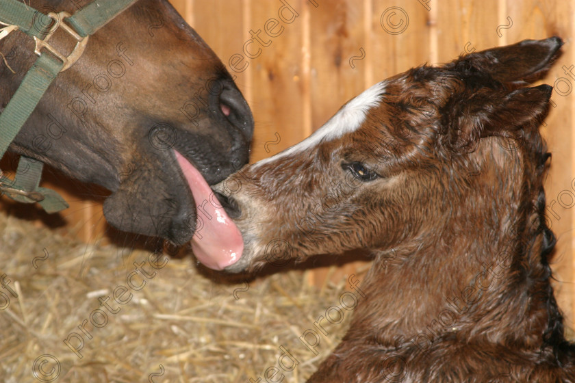 290 9006 
 Foal bonding with mother at only 5 minutes old 
 Keywords: horses, animals, foals, cute,