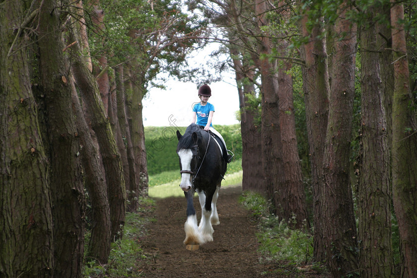 000966 
 Clydesdale heavy horse ridden by Sophie 
 Keywords: horses, animals, foals, cute,