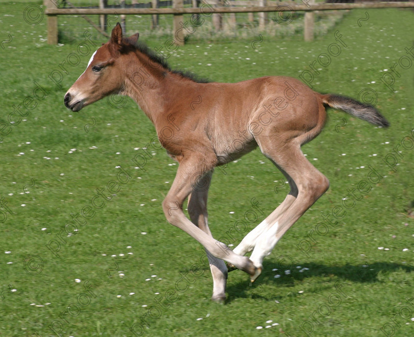 290 9072 
 Foal at play 
 Keywords: horses, animals, foals, cute,