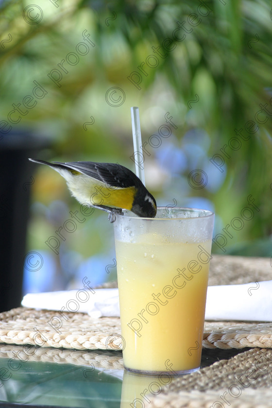 IMG 9789 
 Native to Antigua having a drink! 
 Keywords: Travel, Carrabean, Antigua, Aerial photographs, coastal, birds, sunset, seascape, pelican, nelson, dramatic scenary