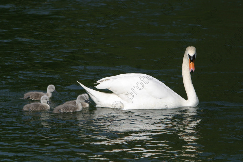 255 2562 
 Swans 
 Keywords: horses, animals, foals, cute,